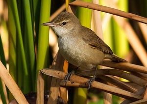 Охилбялзуухай (Өмнөдийн охилбялзуухай)